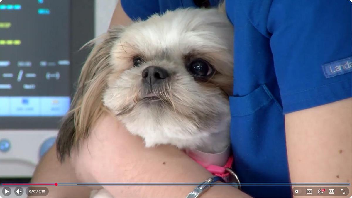 Students tend to a puppy at their clinic