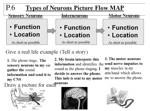 Types of Neuron Picture Flow Map Sample.PNG