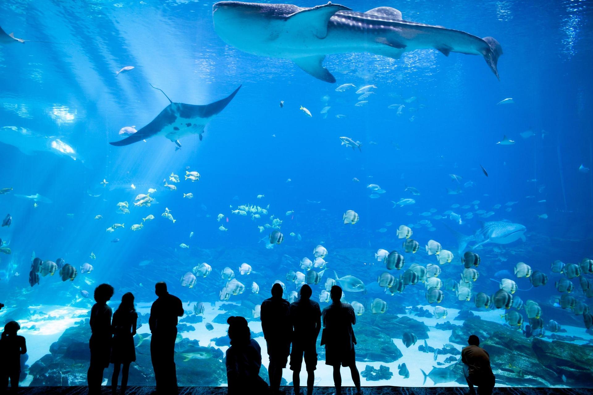 Georgia Aquarium