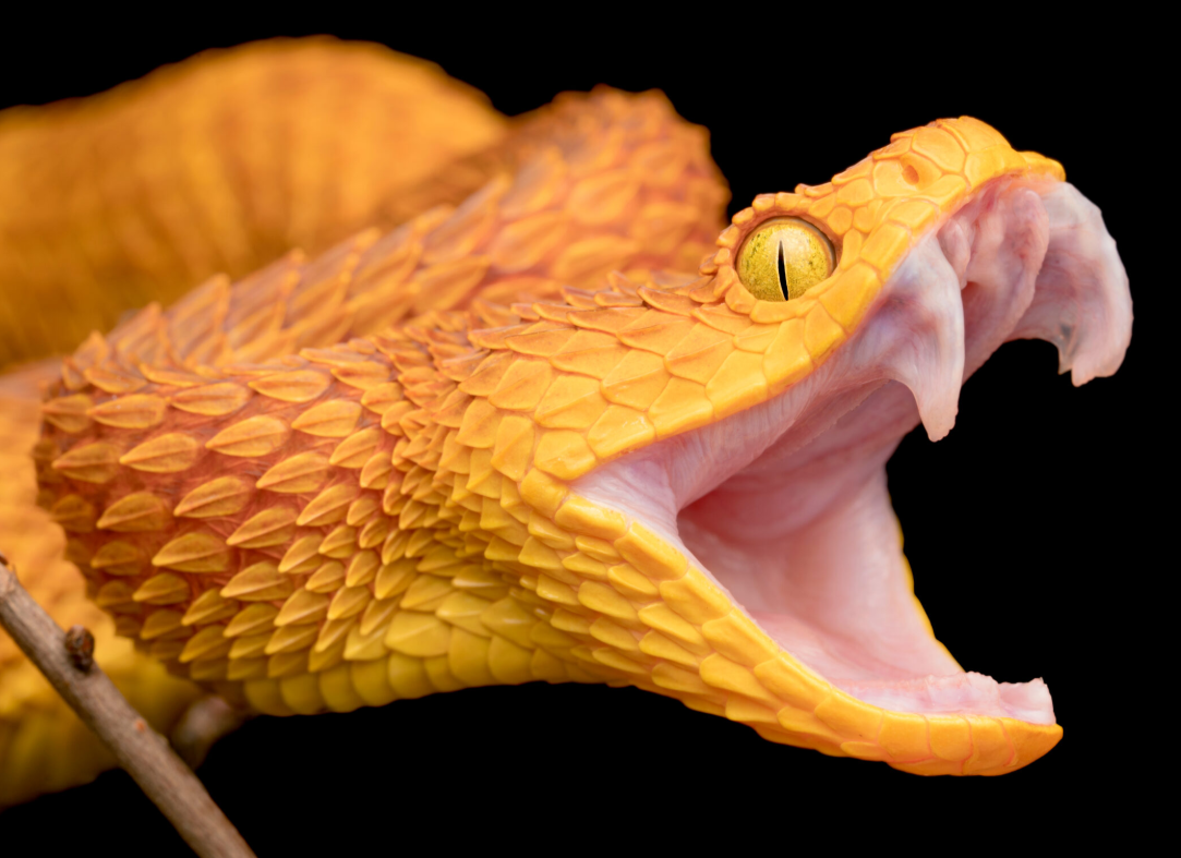 fangs