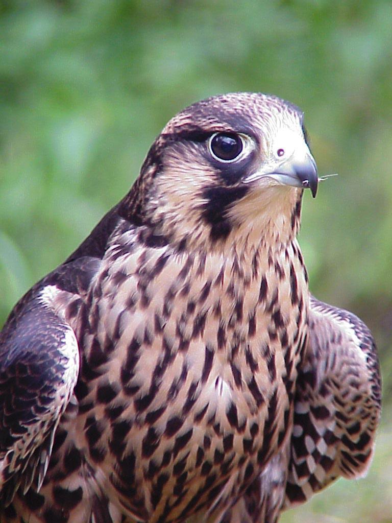 Peregrine Falcon