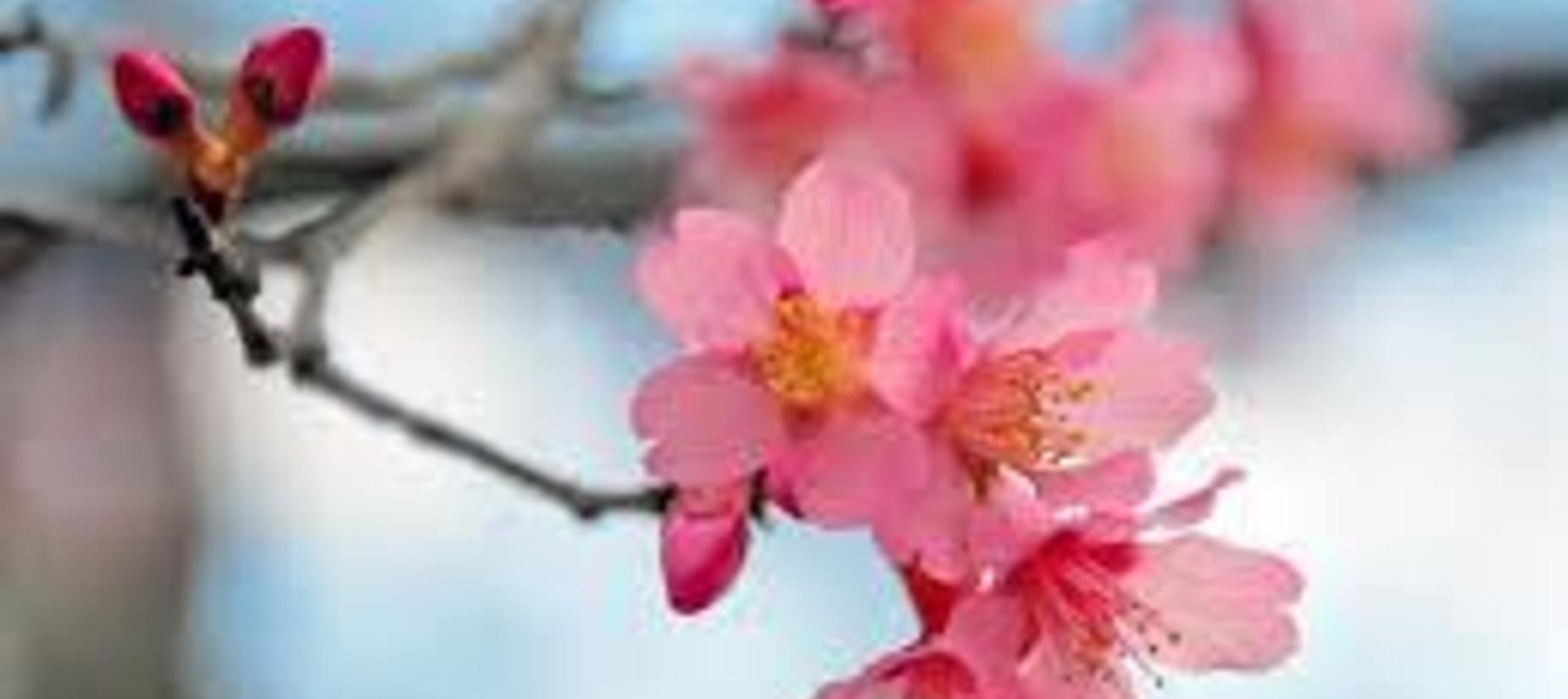 trees blooming