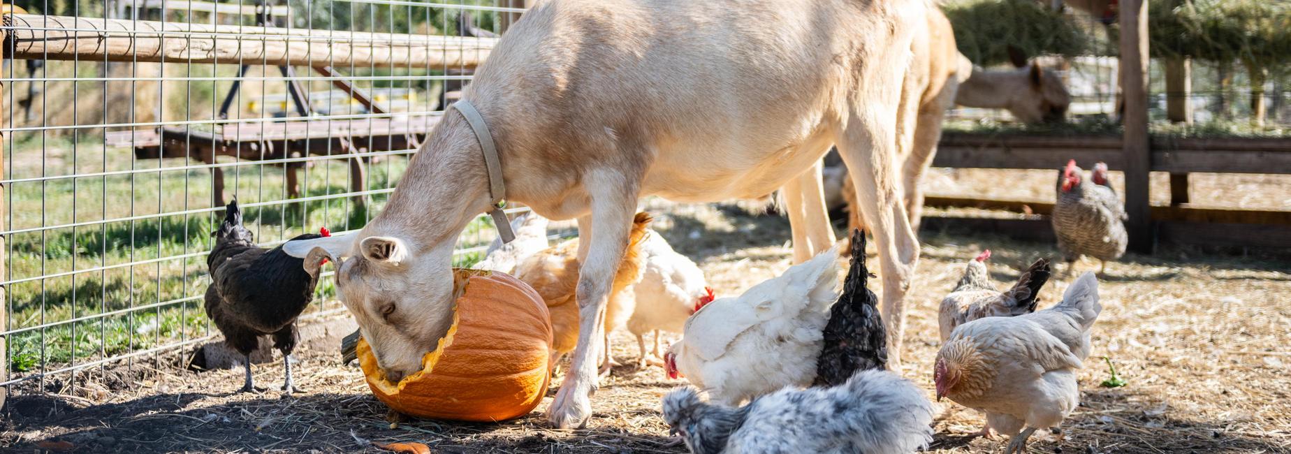 goat eating a pumpkin