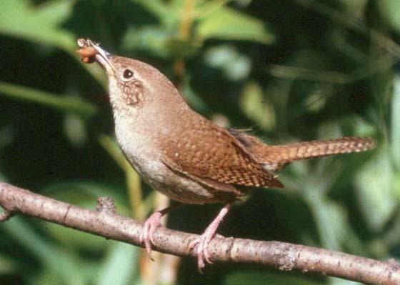 House Wren