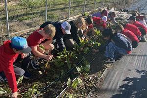 James River 4th grades harvesting beets at Lynchburg Grows.