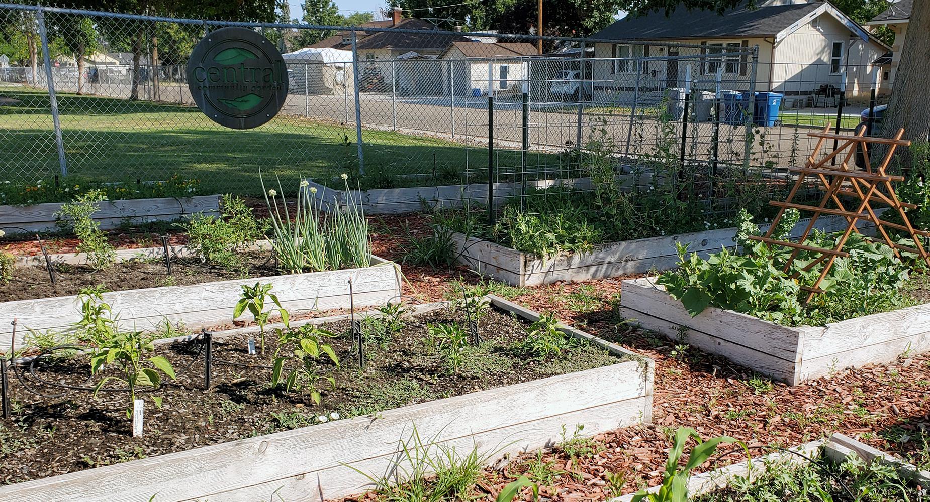 Community garden boxes at Central Elementary School, filled with growing produce.