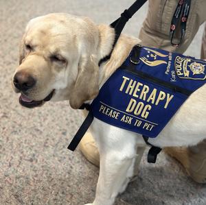 Dog wearing a Therapy Dog vest.