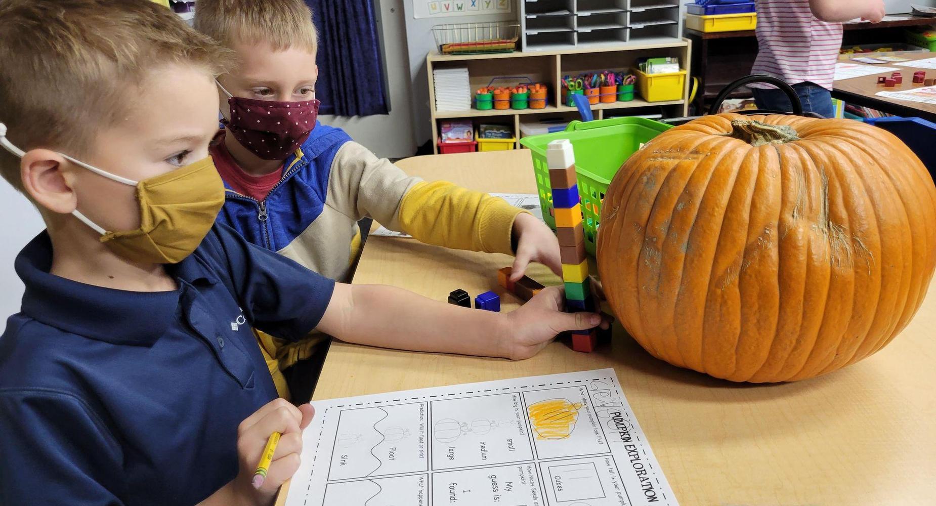 Kindergarten students measuring pumpkins
