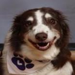DustieDill's Profile Photo