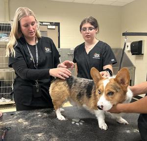 Educator profile: Anderson Career Center veterinary instructor wants to make program interactive for students