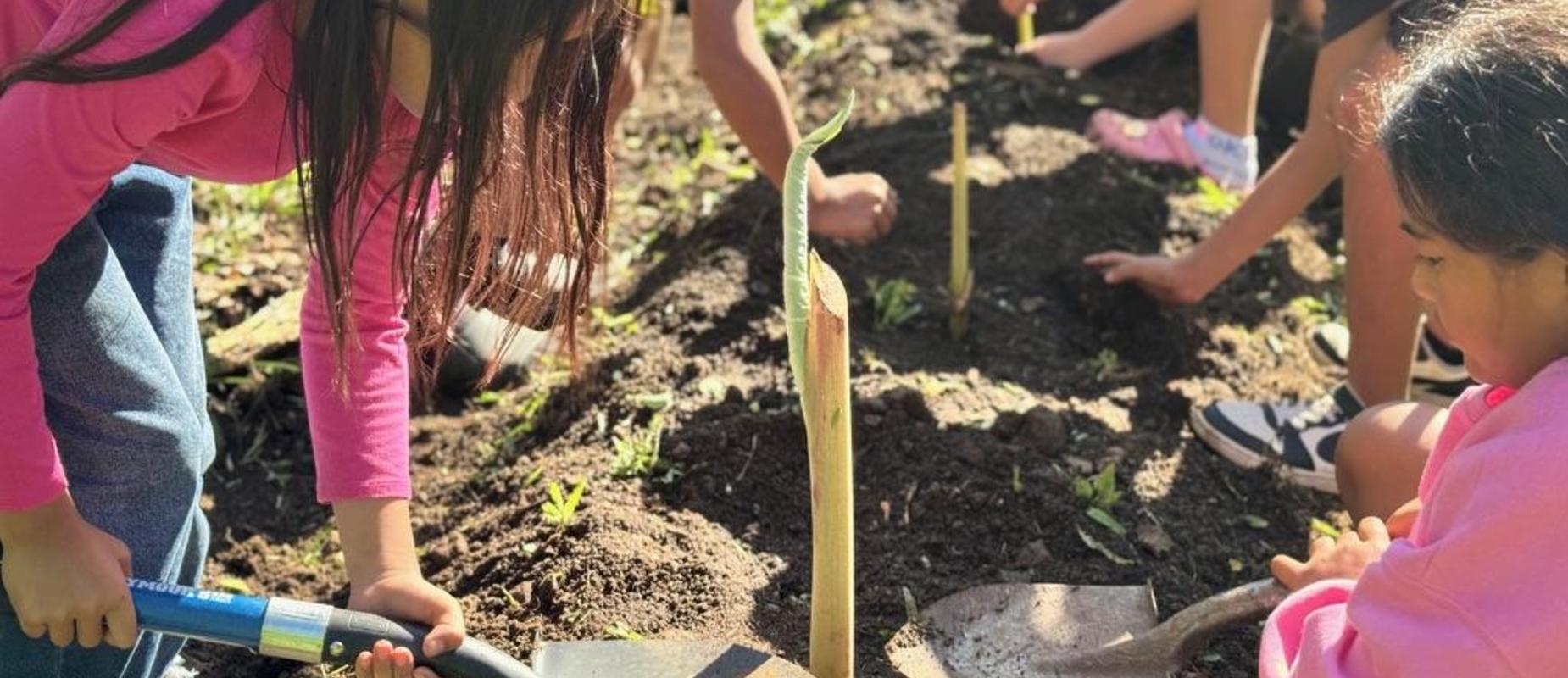 Planting in the garden