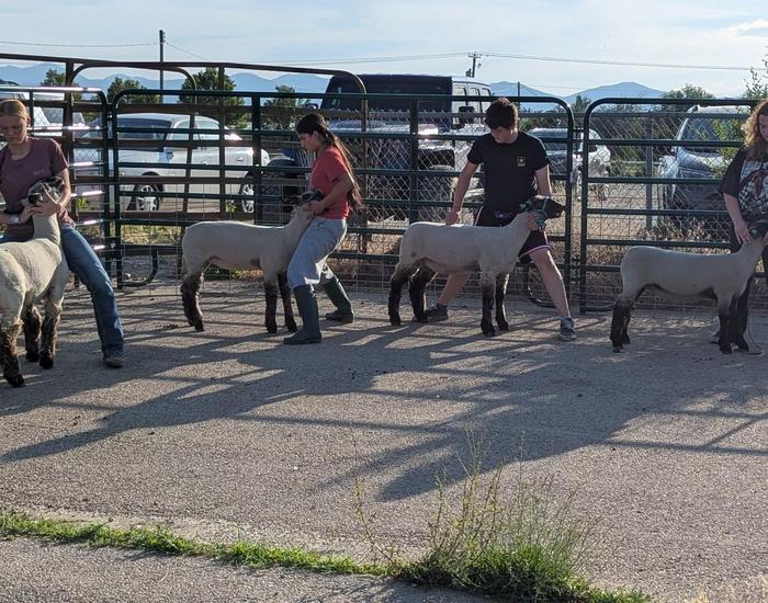 FFA Ag Summer Fun