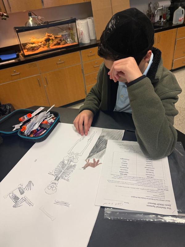 A seventh grade student working on their skeleton poster.