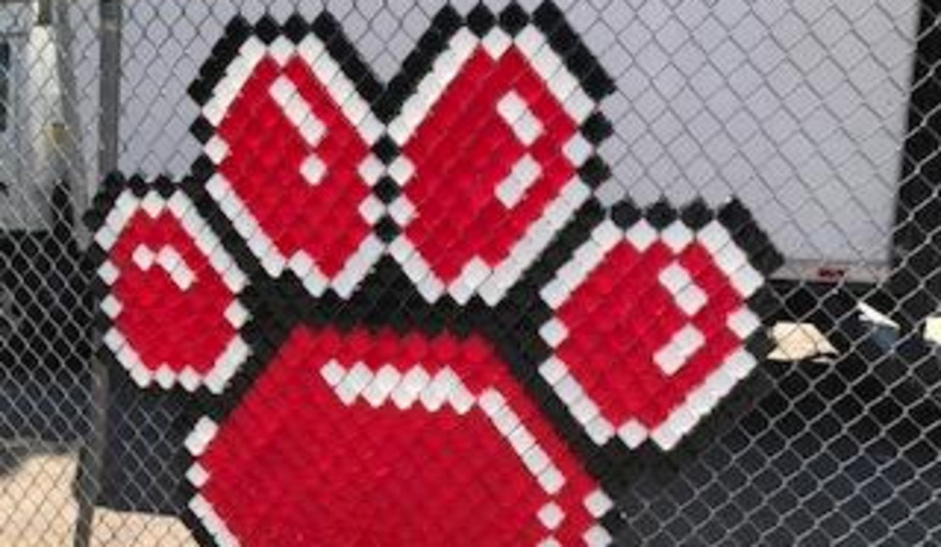 cougar paw