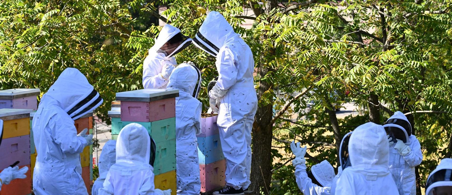 Students from Bee Club dressed in their bee suits attending to the bee hives