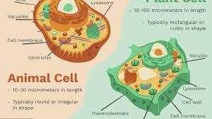 Plant an Animal Cells