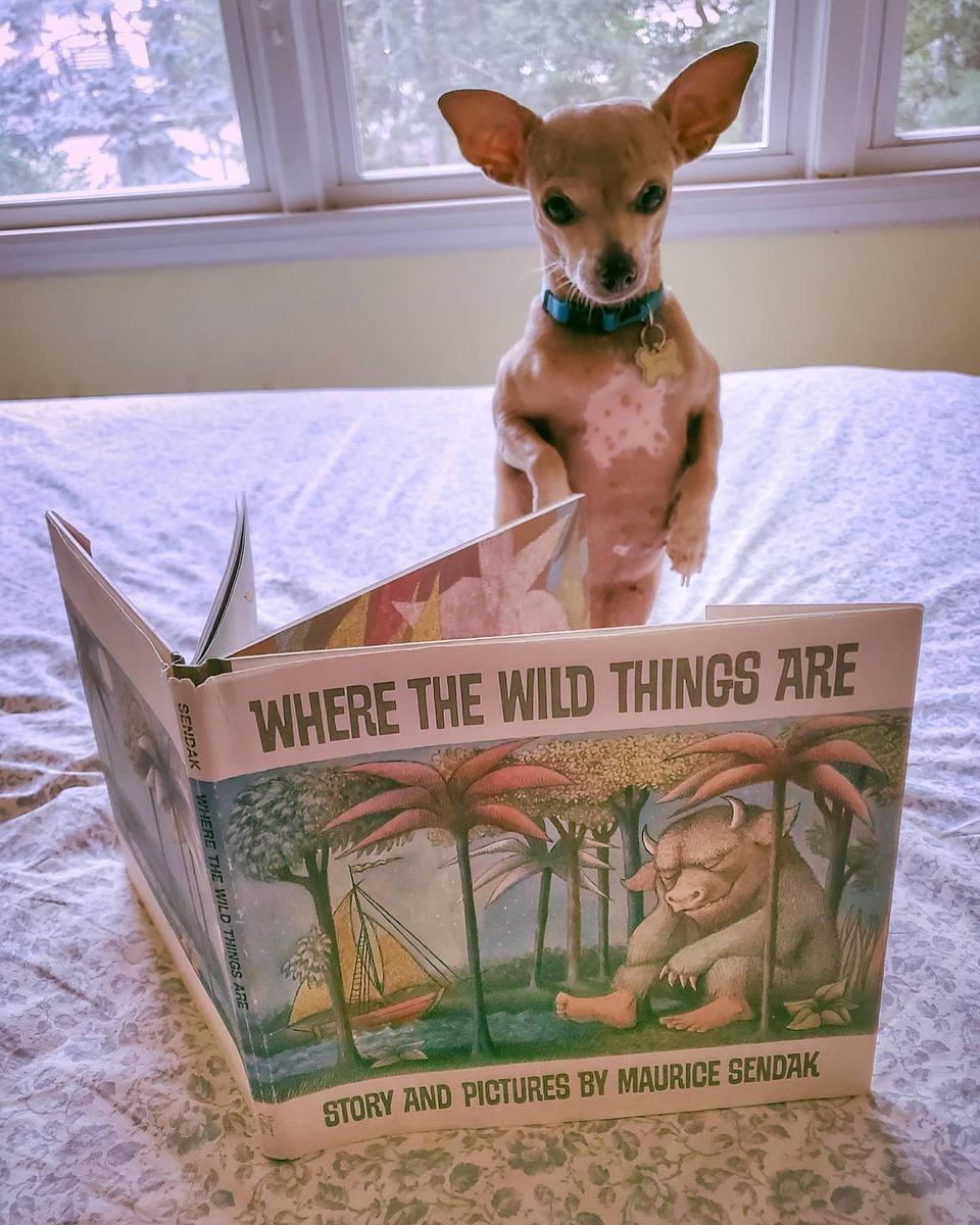 Chihuahua Reading Where the Wild Things Are