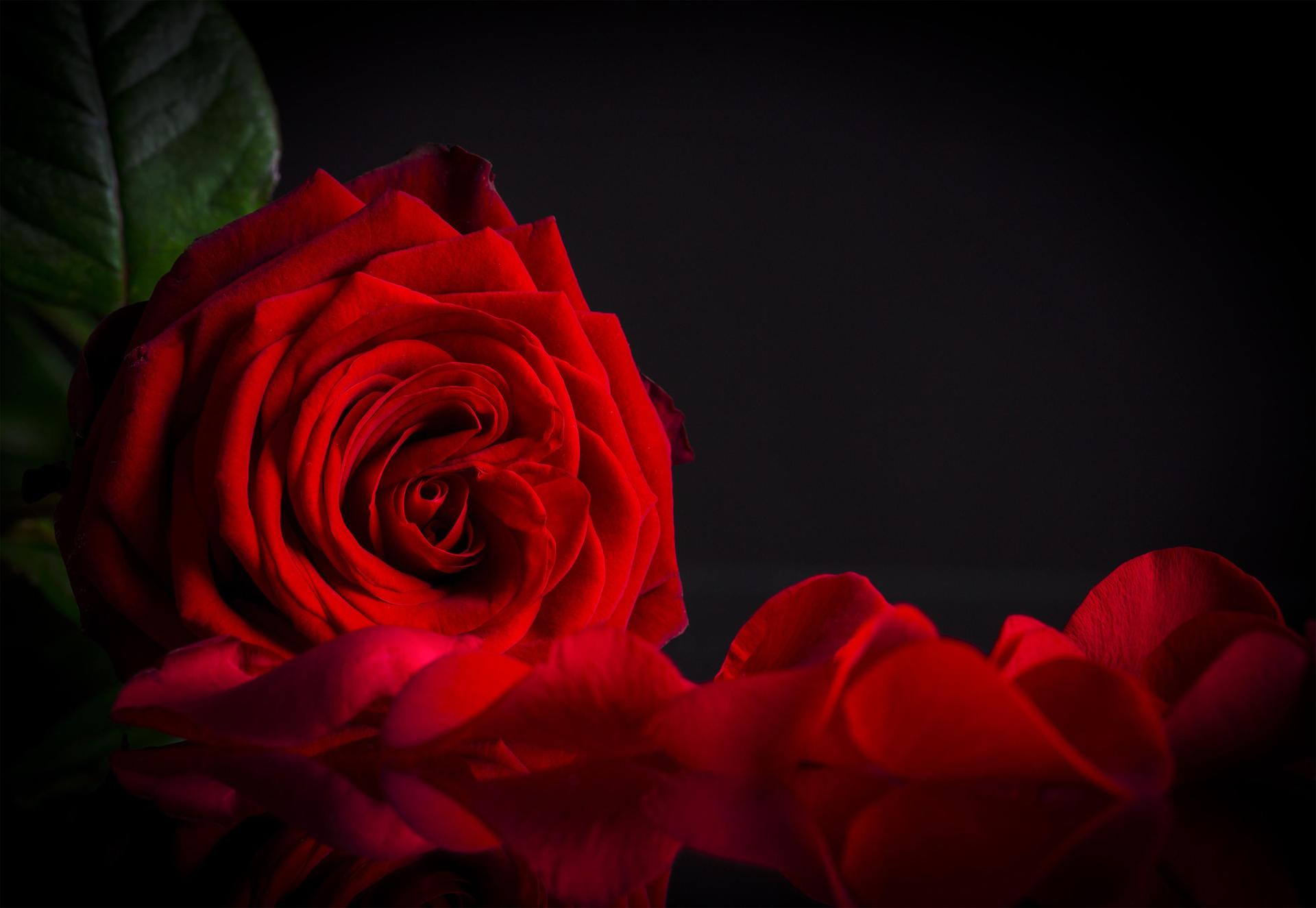 rose