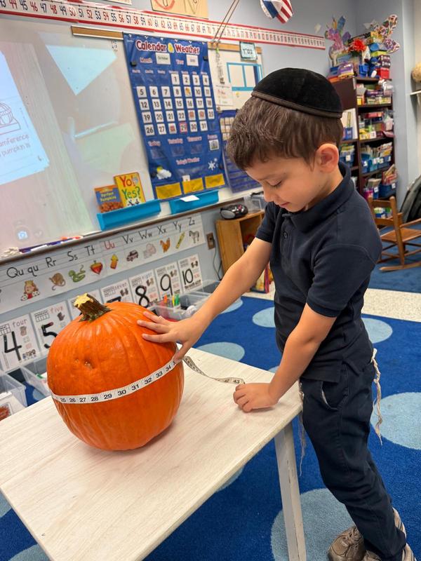 A kindergarten boy measures the width of a pumpkin.