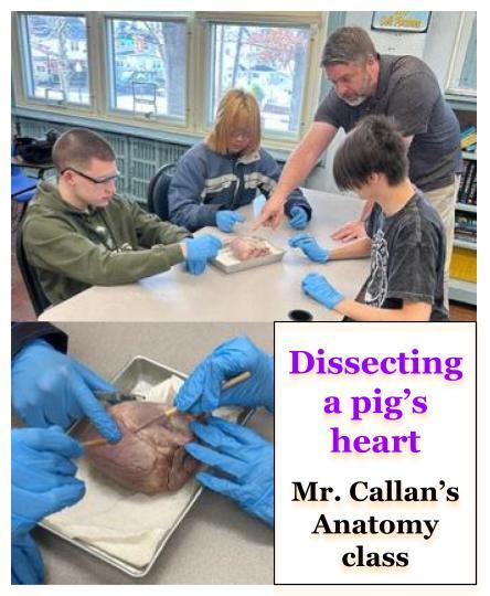 Collage of dissecting a pig’s heart in Mr. Callan's Anatomy class