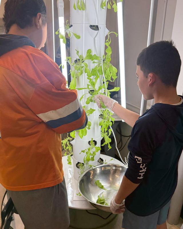 Two students wearing gloves pick lettuce leaves from an indoor Grow Tower.