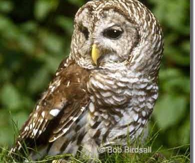 Barred Owl