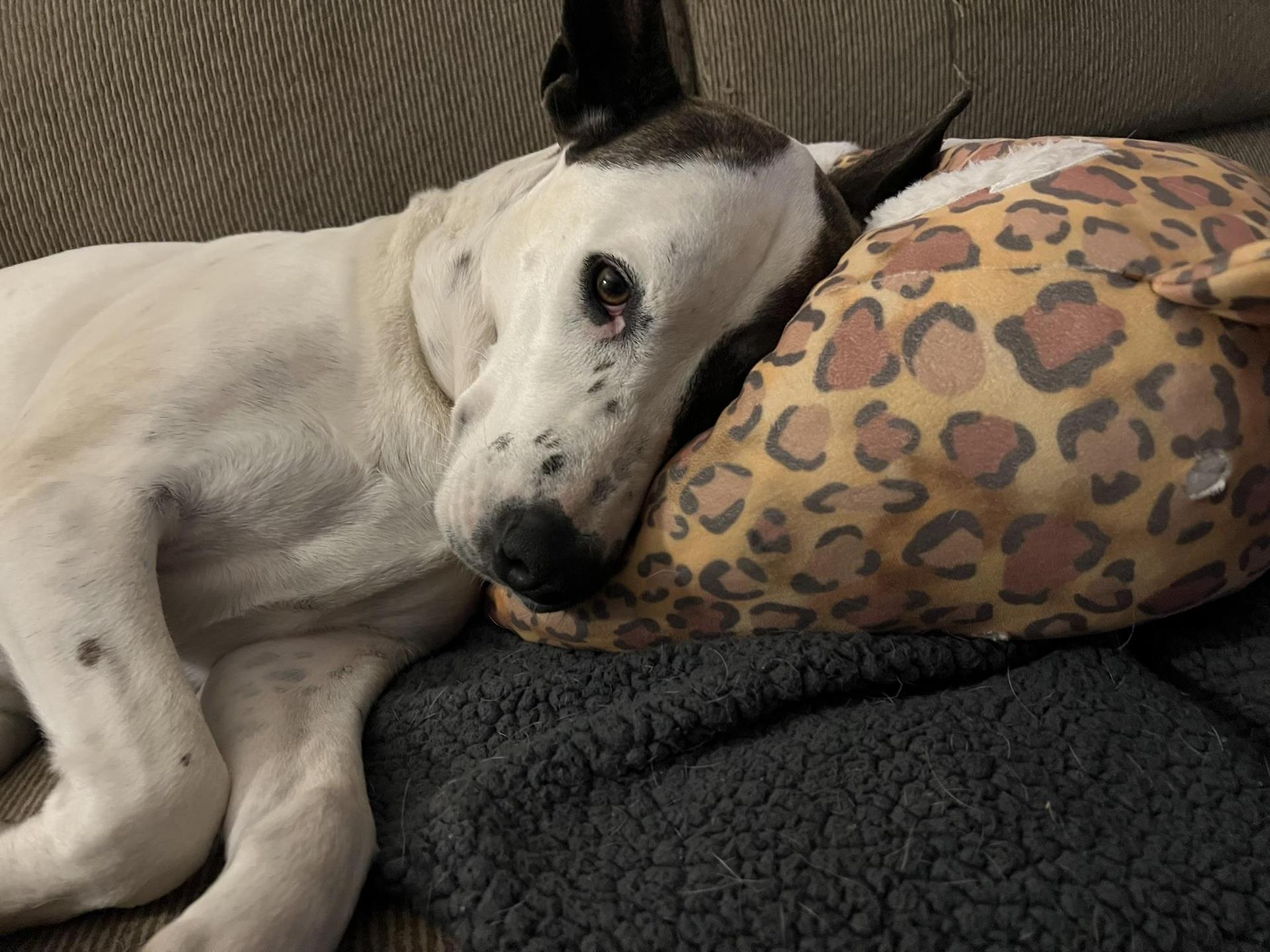 Dog resting its head on a leopard-print pillow on a couch.