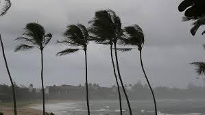 black and white photo of palm trees in storm