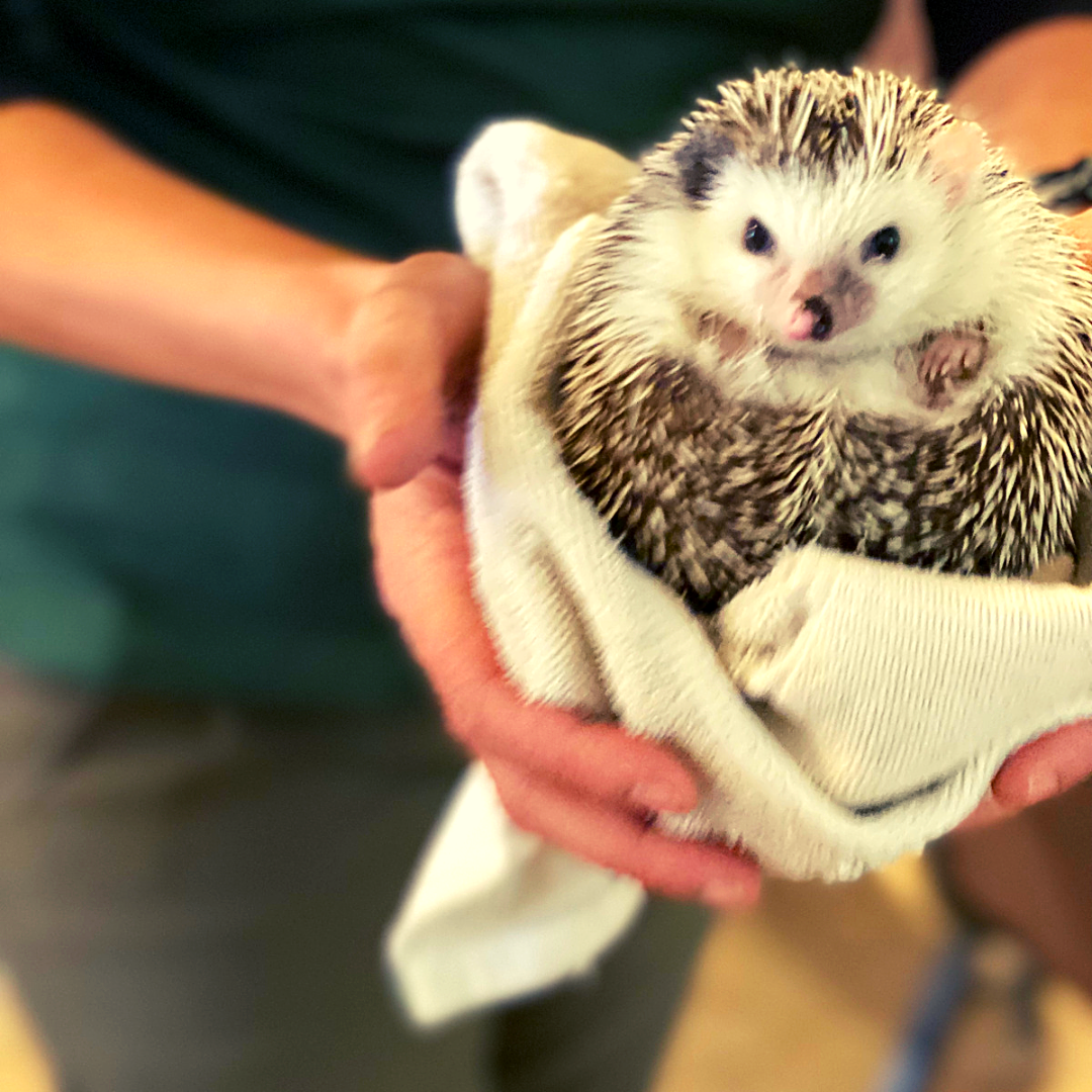 Students get a visit from a hedgehog