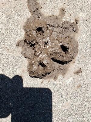 Mud Art