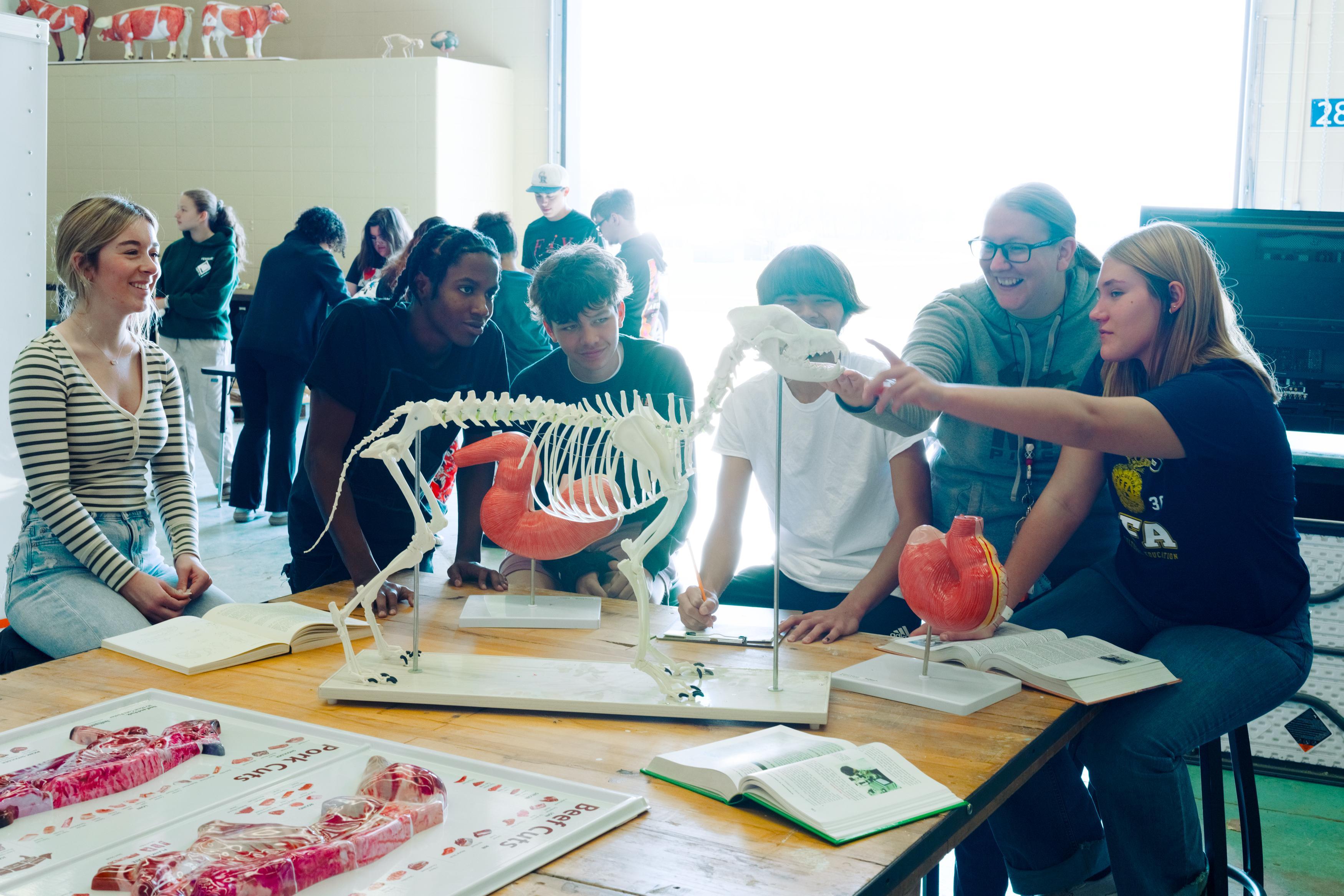 Teacher and Students examining a model of a skeleton in a classroom