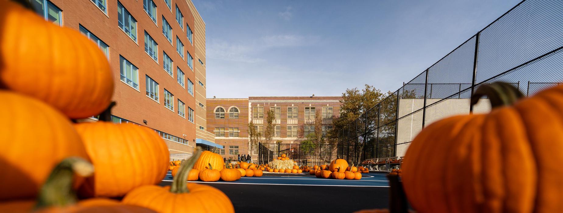 Our 2020 Pumpkin Patch