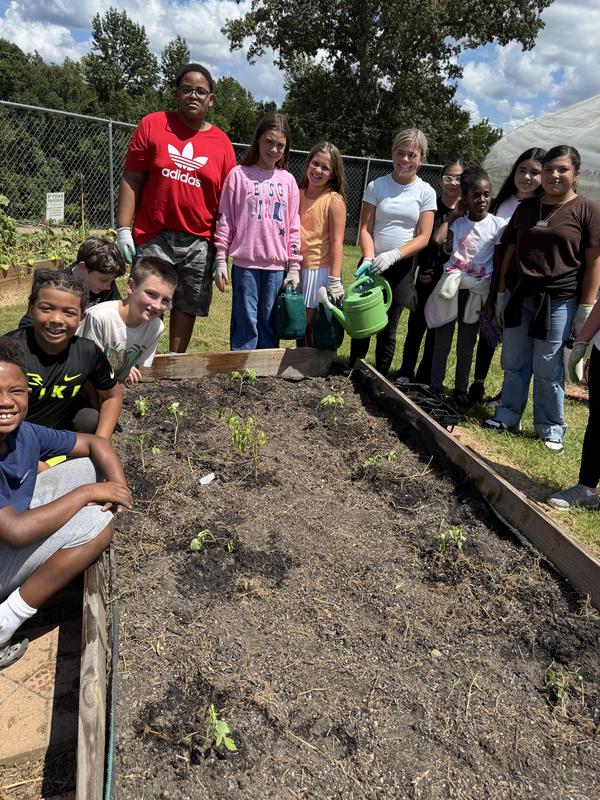 planting tomatoes