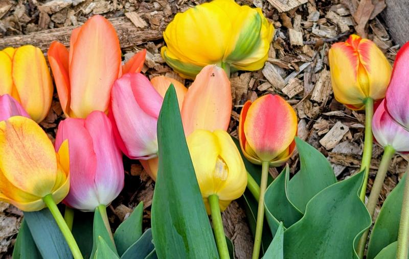 spring tulips