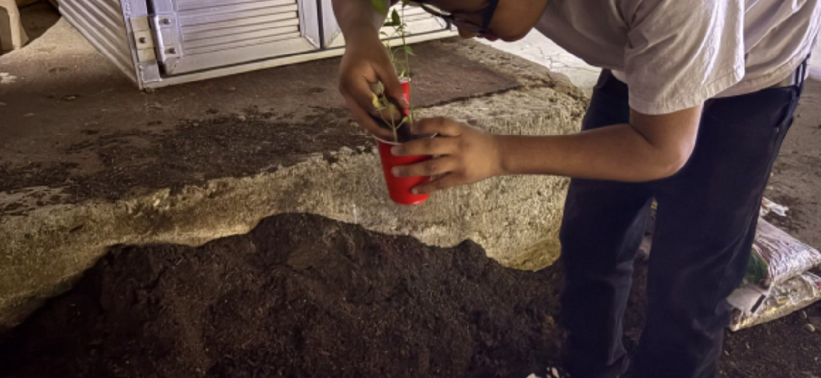 Person planting a seedling in a red cup in a soil mound.