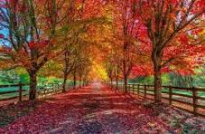 fall image