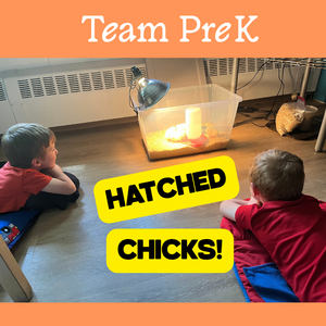 Chicks hatched.png