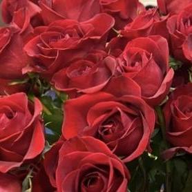 WandaSheffield's Profile Photo