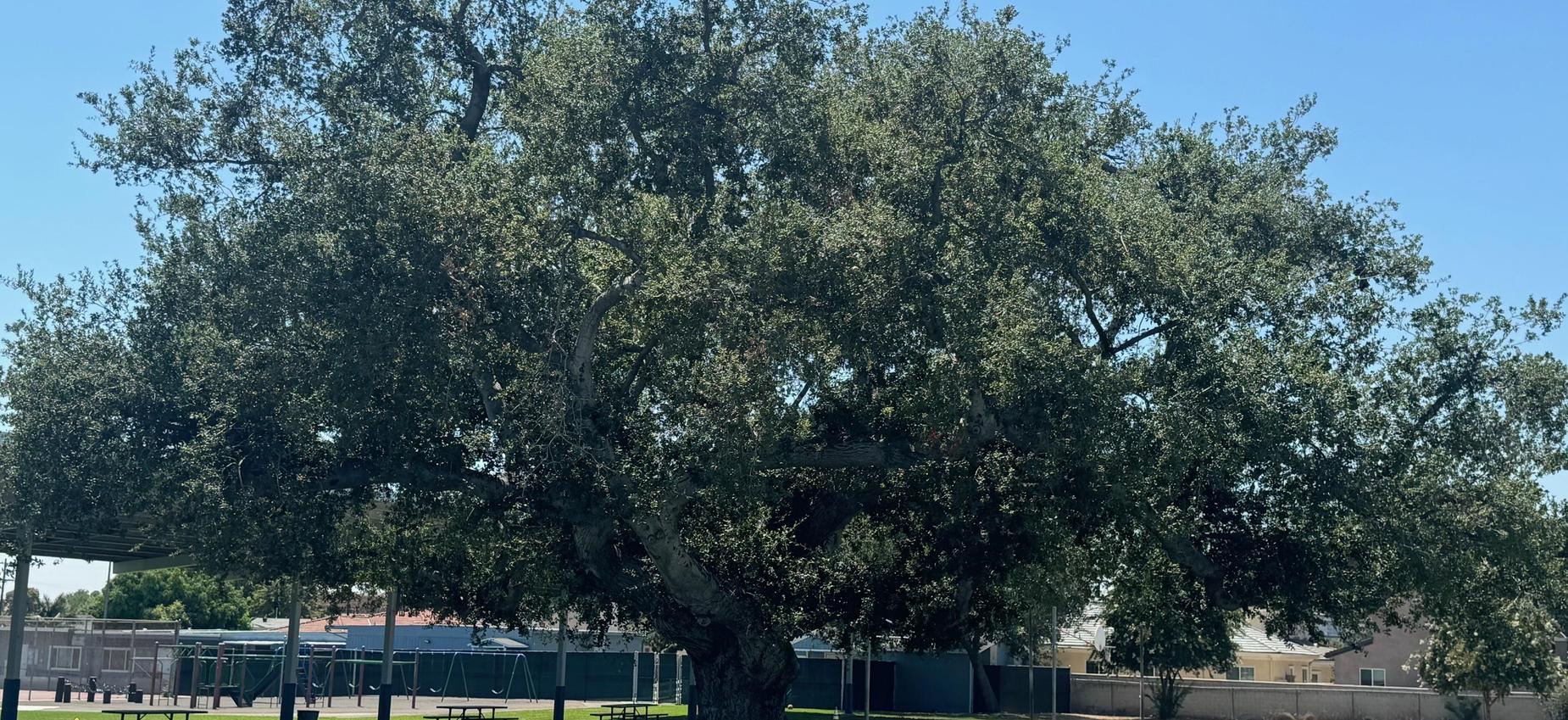 Large, leafy tree with a broad canopy in a playground setting under a clear blue sky.