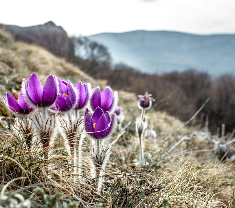 Purple flowers bloom on a grassy hillside with a distant mountainous background.
