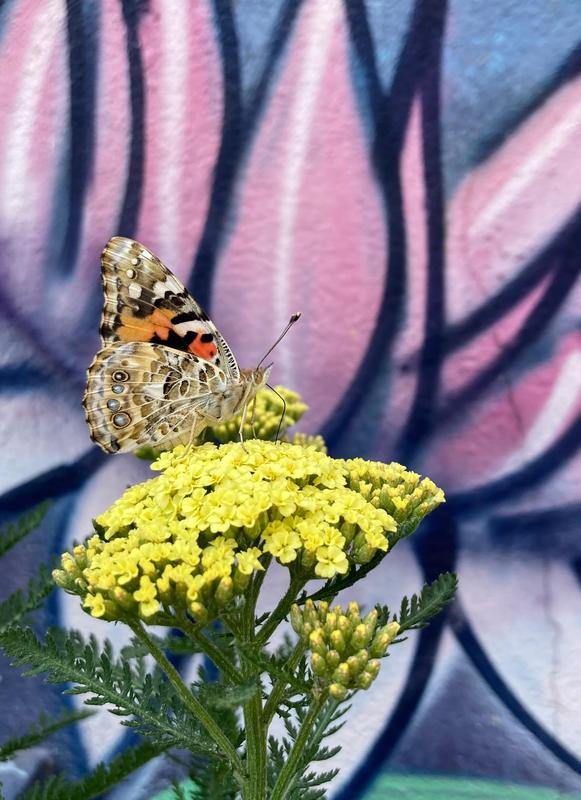 Raise Butterflies to Support the Bronx River Foodway at Concrete Plant Park.