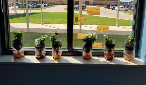 How do plants make their own food? Photosynthesis!