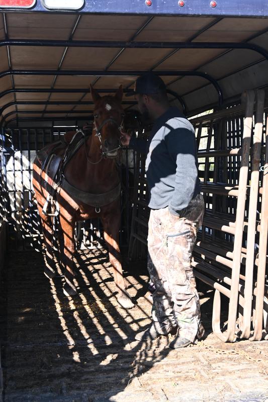 Pike County Sheriff’s Office Rescues Four Horses