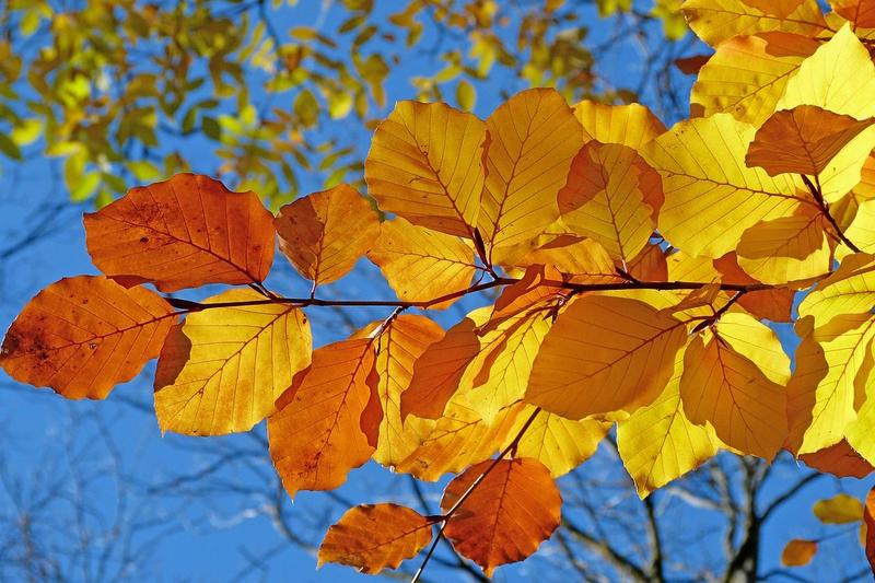 Colorful fall leaves on a branch