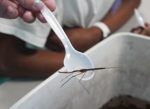 Students found this stick-like insect in their water sample.