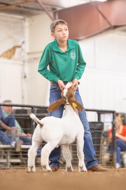 goat show