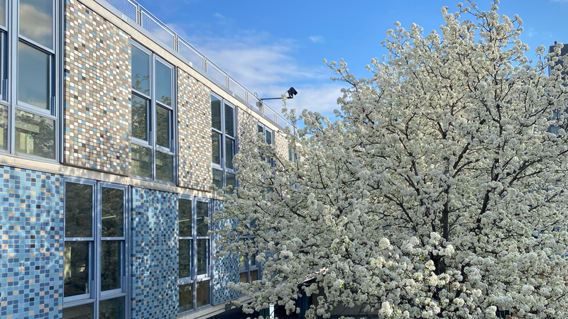 Photo of courtyard with tree filled with spring blossoms.