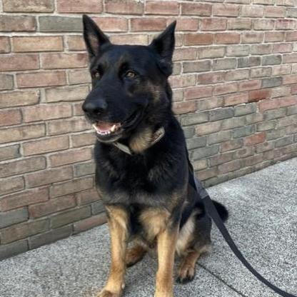 BodieHalliday's Profile Photo