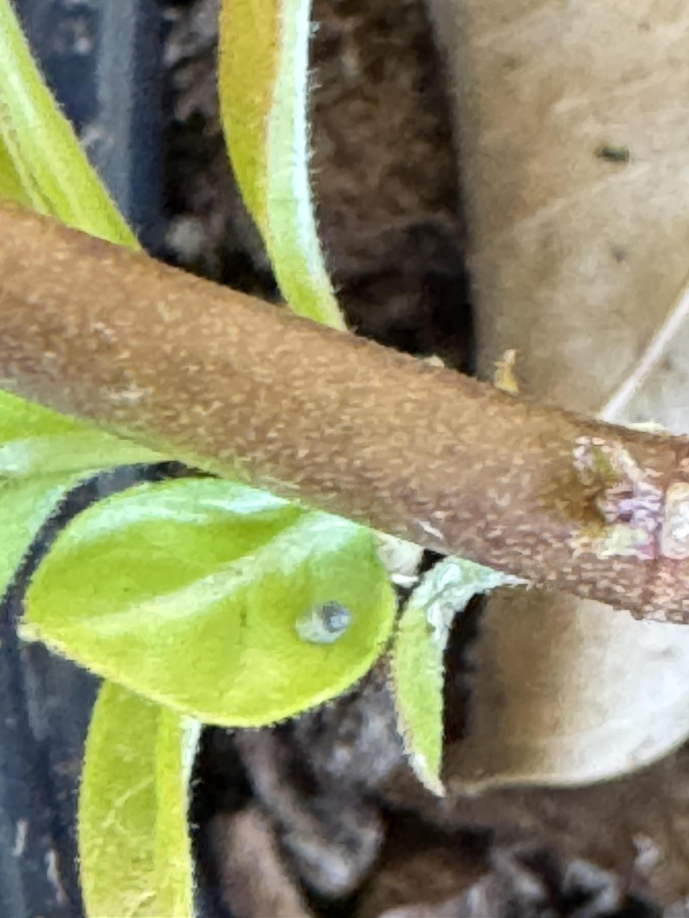 Students working on stewardship project