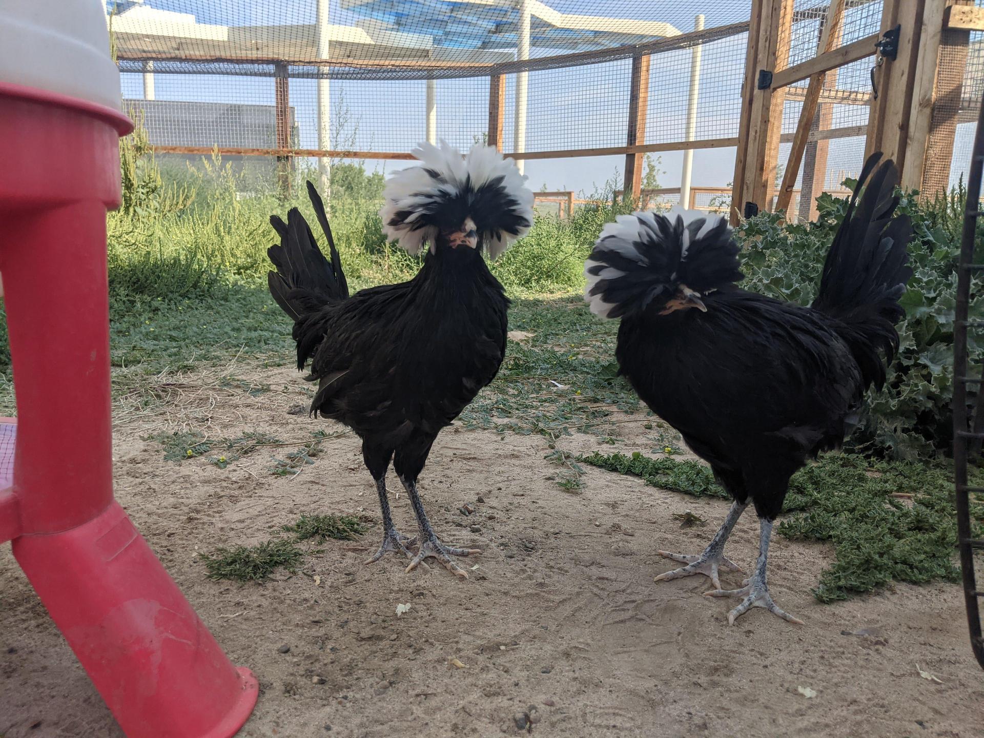 2 of our new chickens.